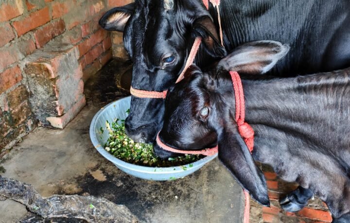 Cow feeding