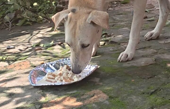 Paw feeding station for dogs